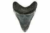 Fossil Megalodon Tooth - South Carolina #149398-1